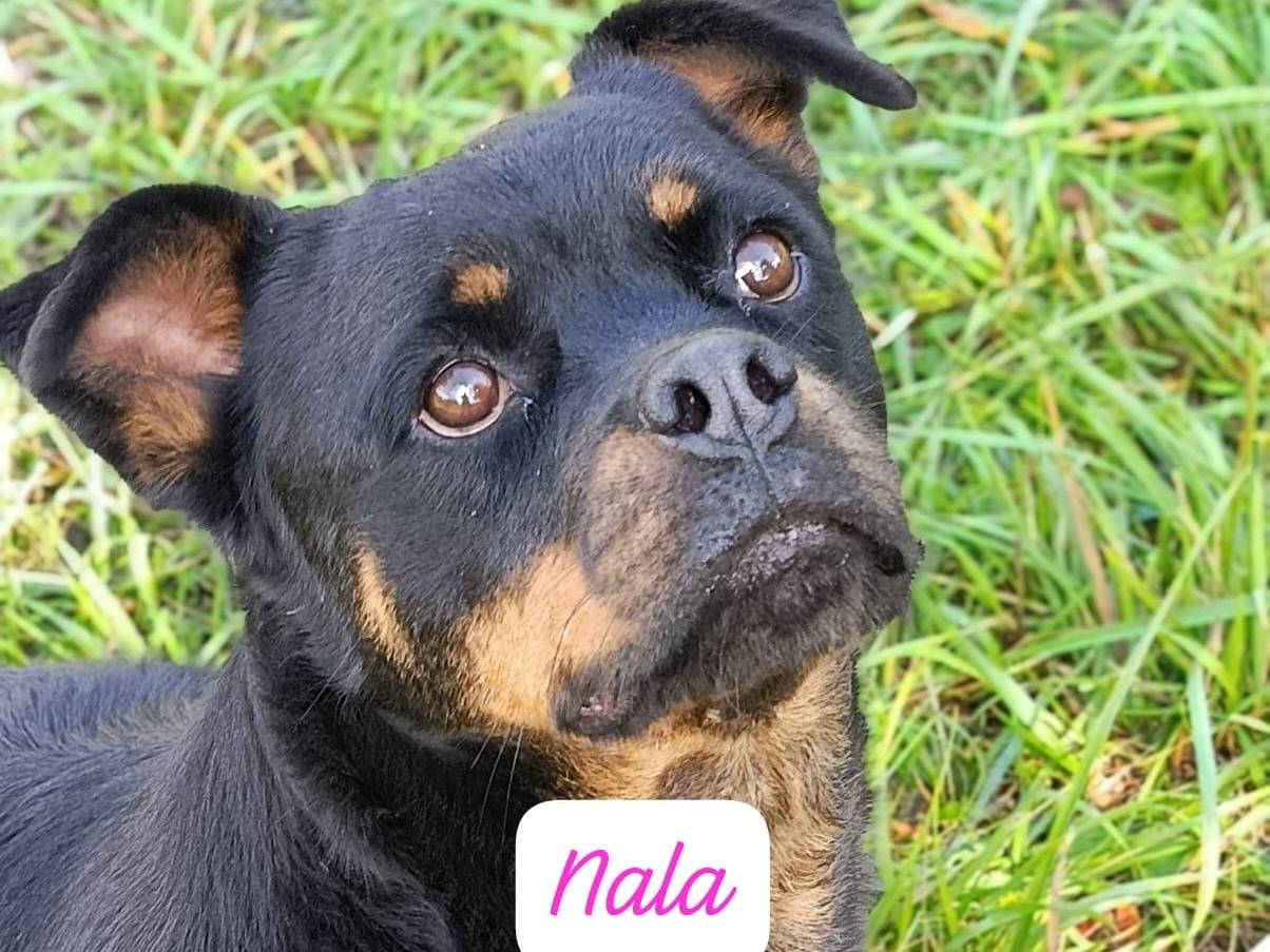 Adotta un cane, taglia media, femmina, Avellino
