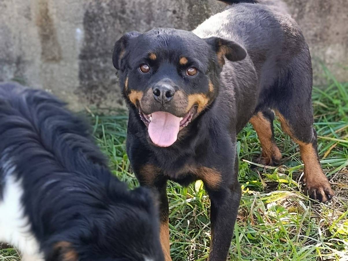 Vuoi adottare un cane a Avellino?