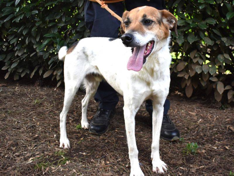 Adozione cane, maschio, Segugio Razza sconosciuta, 5 anni e 5 mesi, taglia media, Roma