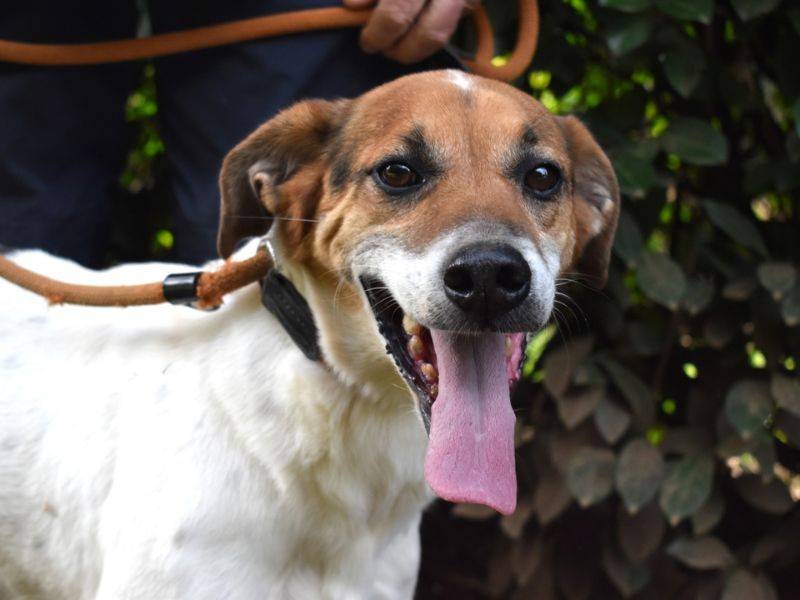 Adotta un cane, maschio, 5 anni e 5 mesi, Roma