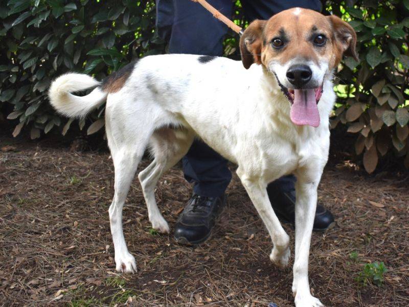 Adotta un cane, taglia media, maschio, Roma