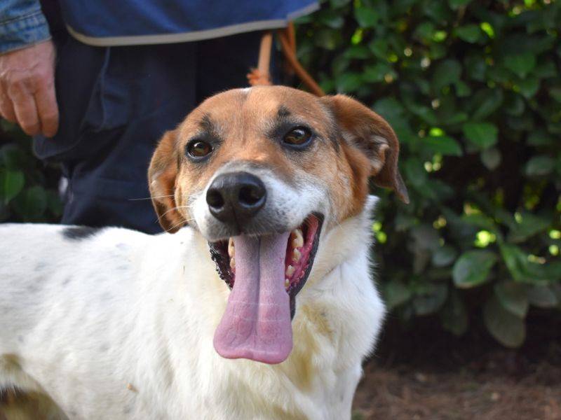 Vuoi adottare un cane a Roma?