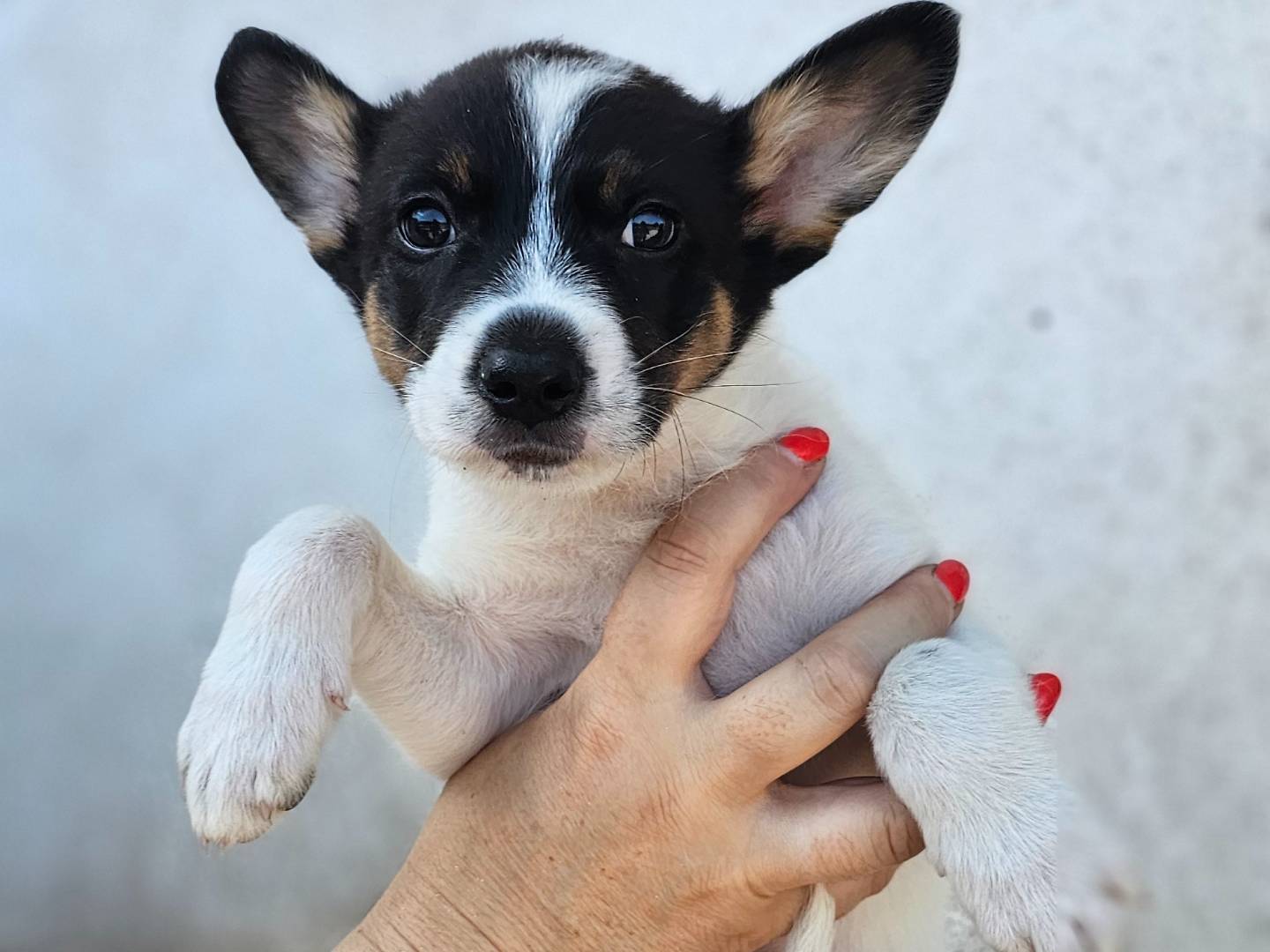 Adozione cane, maschio, Razza sconosciuta Razza sconosciuta, 2 mesi, taglia media contenuta, Avellino