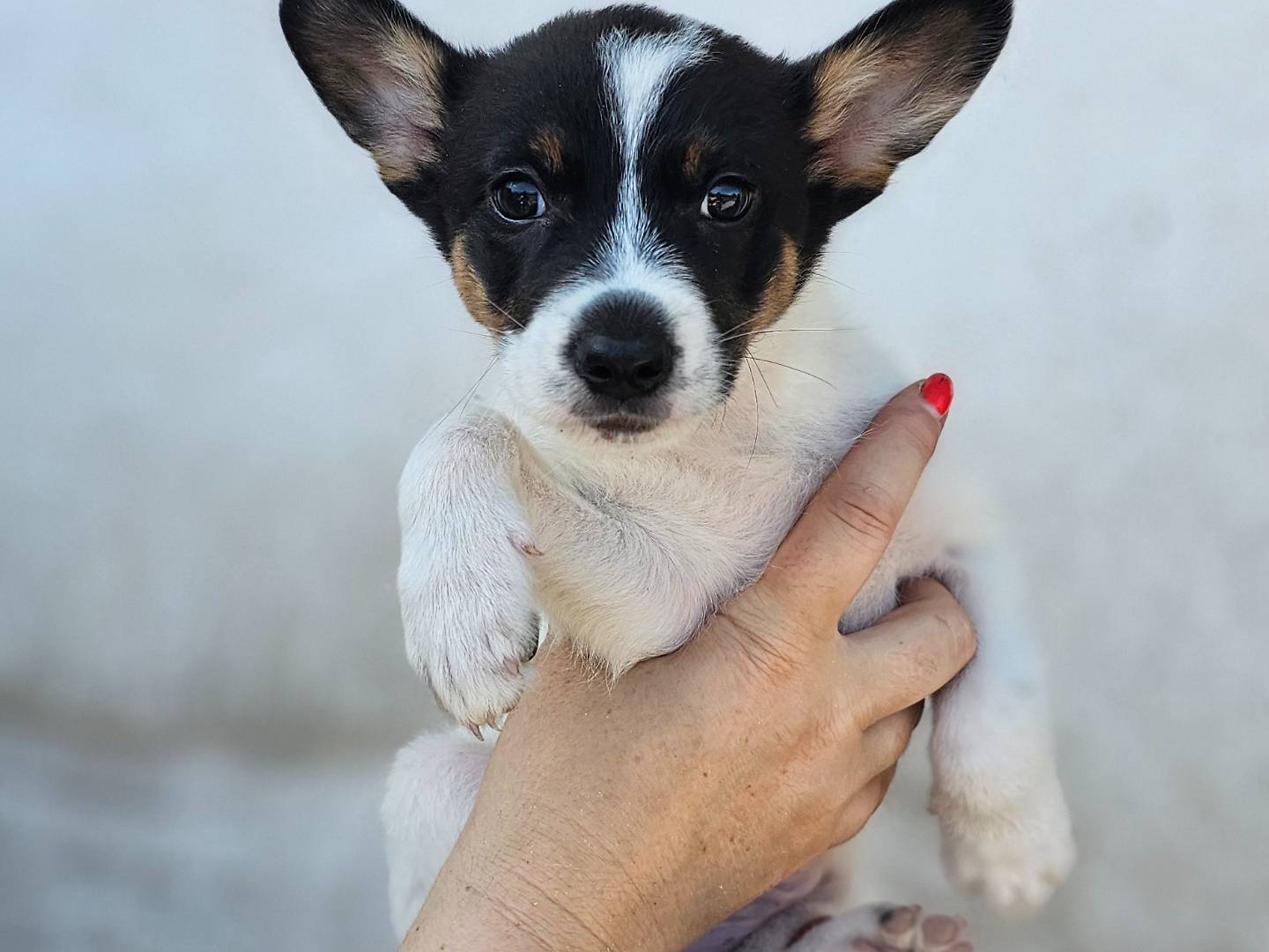 Adotta un cane, maschio, 2 mesi, Avellino