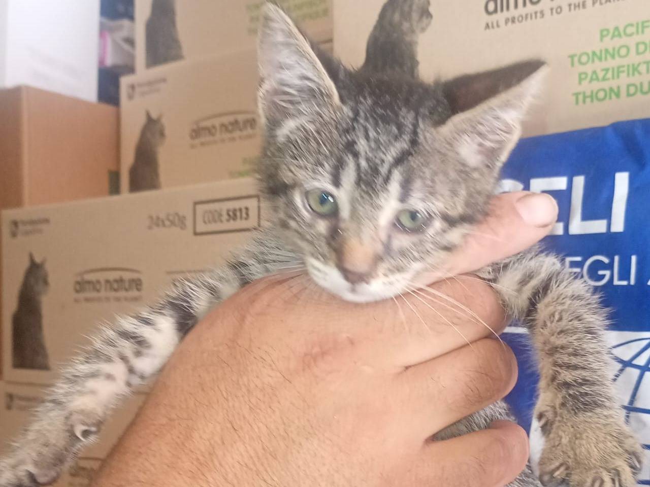 Adozione gatto, maschio, Razza sconosciuta Razza sconosciuta, 3 mesi, taglia non valida, Trapani