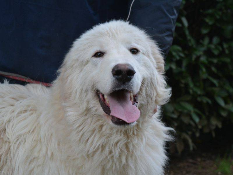 Adozione cane, maschio, Pastore maremmano Razza sconosciuta, 1 anno e 4 mesi, taglia grande, Roma