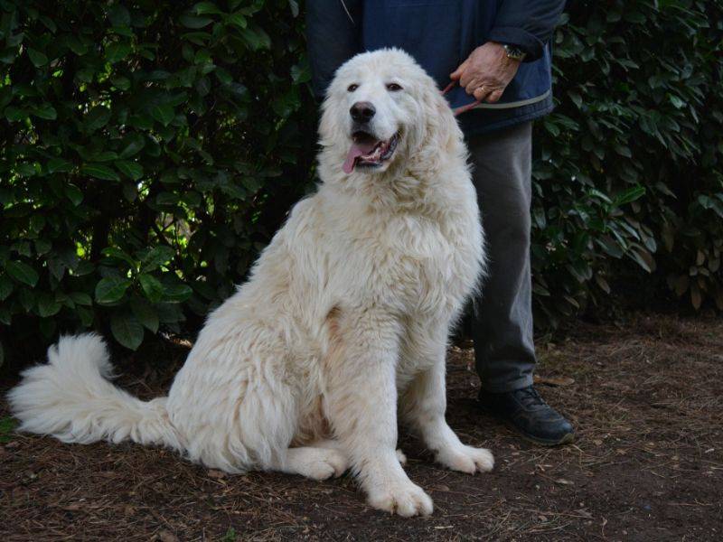 Adotta un cane, taglia grande, maschio, Roma
