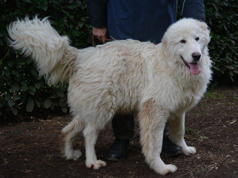 Vuoi adottare un cane a Roma?