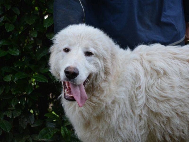 Adotta il cane Leofric a Roma