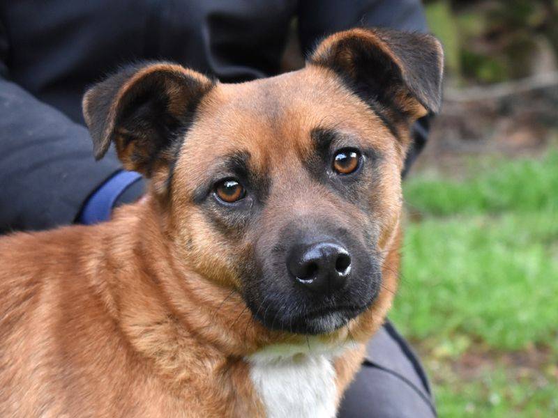 Adozione cane, maschio, Razza sconosciuta Razza sconosciuta, 2 anni e 7 mesi, taglia media contenuta, Roma