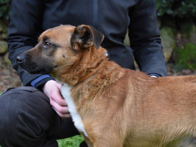 Adotta un cane, maschio, 2 anni e 7 mesi, Roma