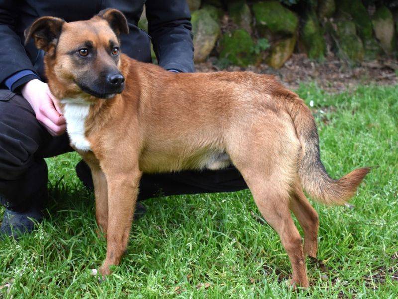 Adotta un cane, taglia media contenuta, maschio, Roma
