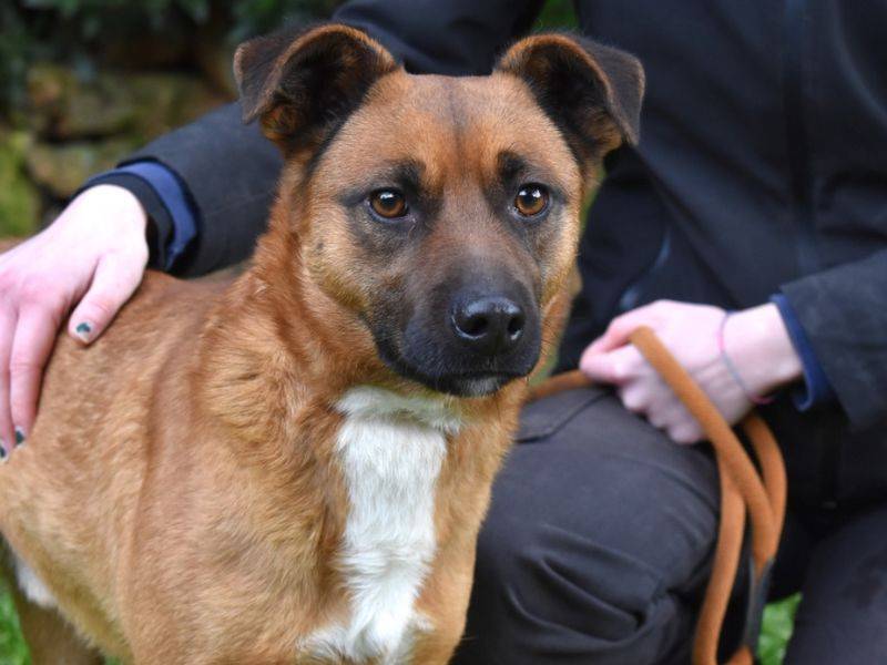 Adotta il cane Mikuo a Roma