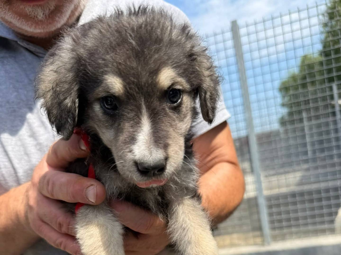 Adotta un cane, taglia media, femmina, Caserta