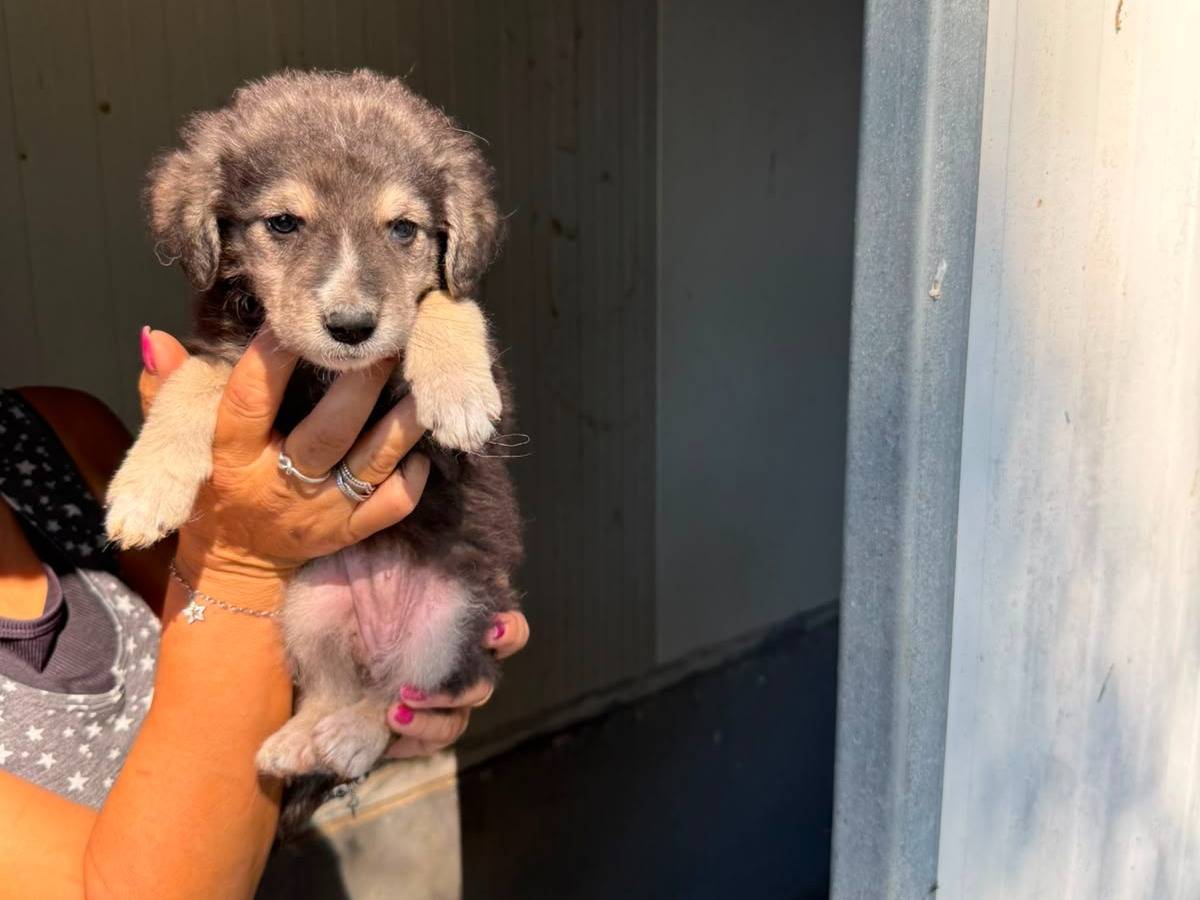 Adozione cane, femmina, Razza sconosciuta Razza sconosciuta, 2 mesi, taglia media, Caserta