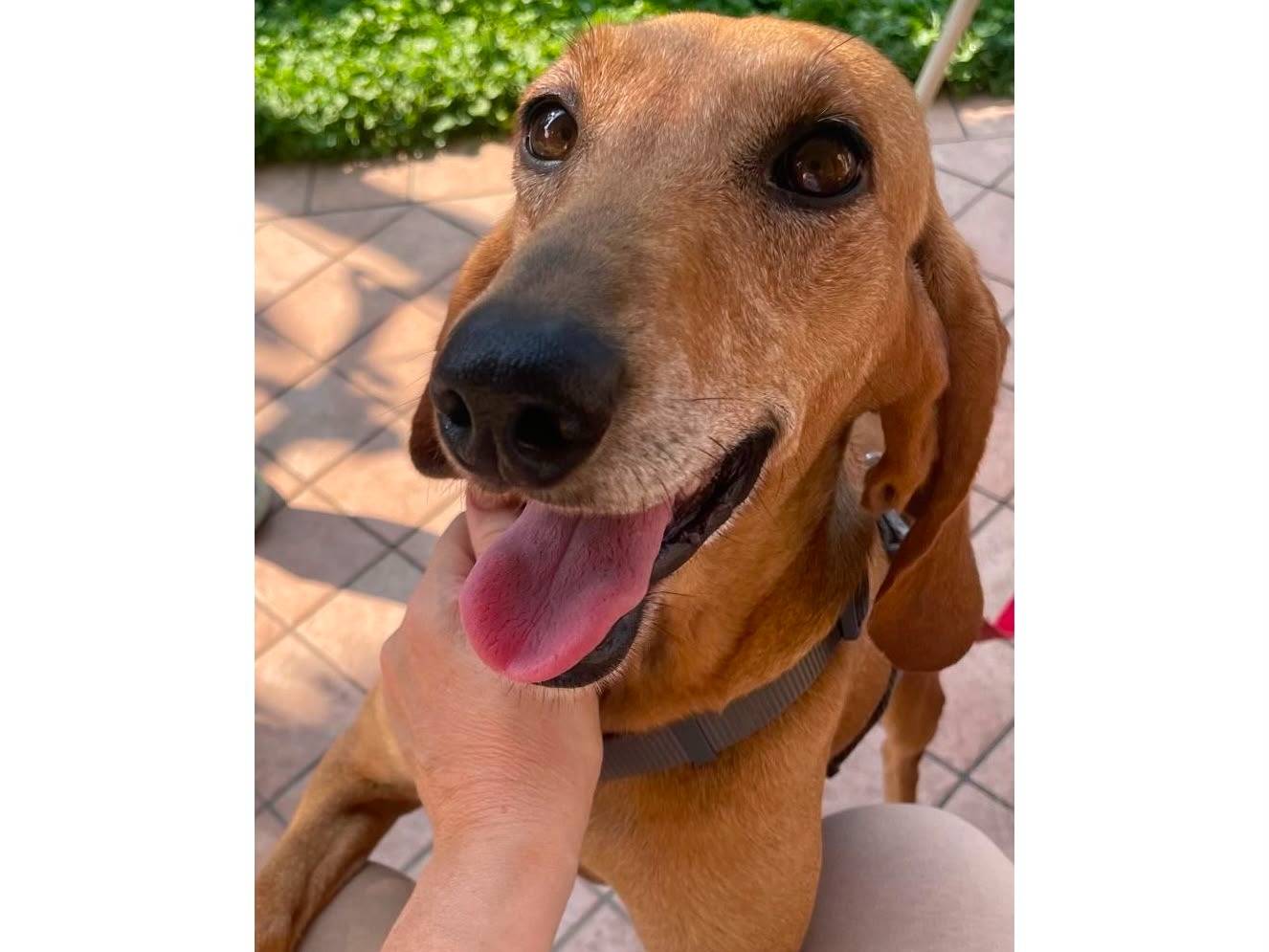 Vuoi adottare un cane a Verona?