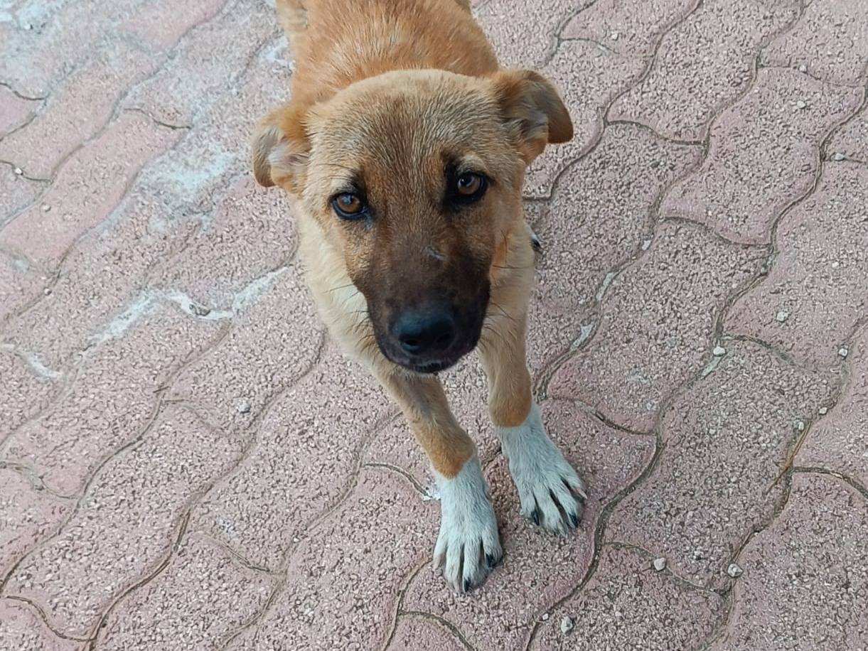 Adotta un cane, taglia media contenuta, femmina, Siracusa