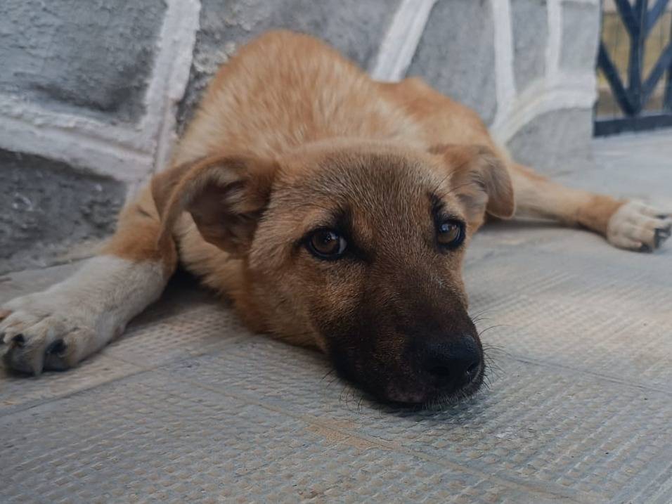 Adozione cane, femmina, Razza sconosciuta Razza sconosciuta, 8 mesi, taglia media contenuta, Siracusa