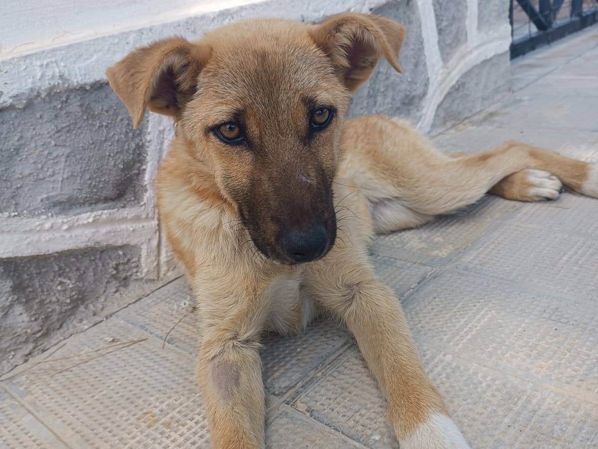 Adotta un cane, femmina, 8 mesi, Siracusa