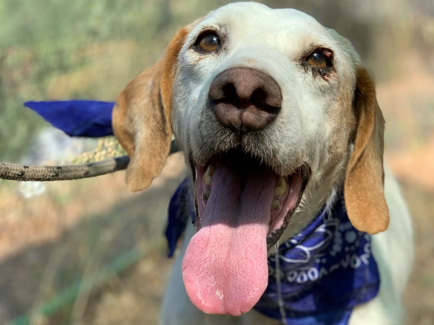 Adozione cane, maschio, Razza sconosciuta Razza sconosciuta, 11 anni, taglia media, Latina