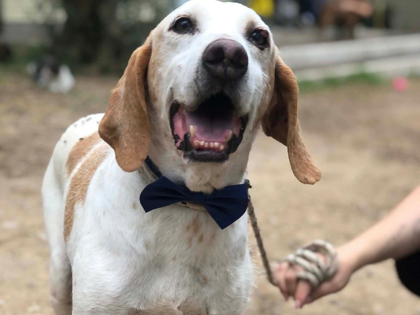 Adotta un cane, maschio, 11 anni, Latina
