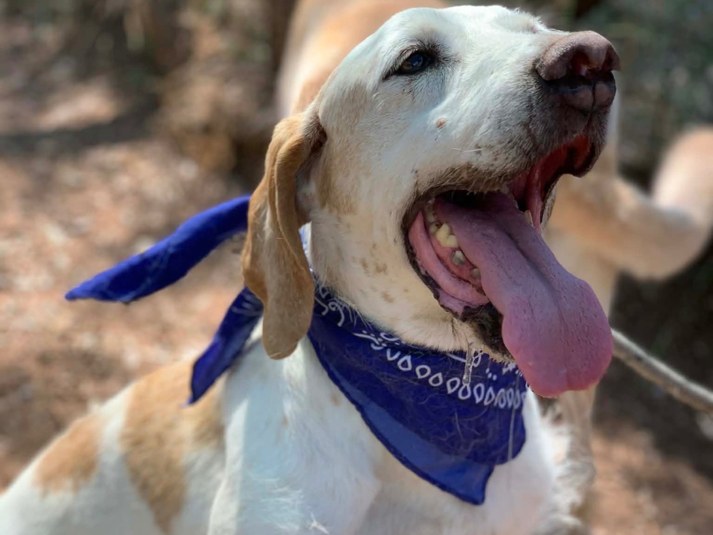 Adotta un cane, taglia media, maschio, Latina