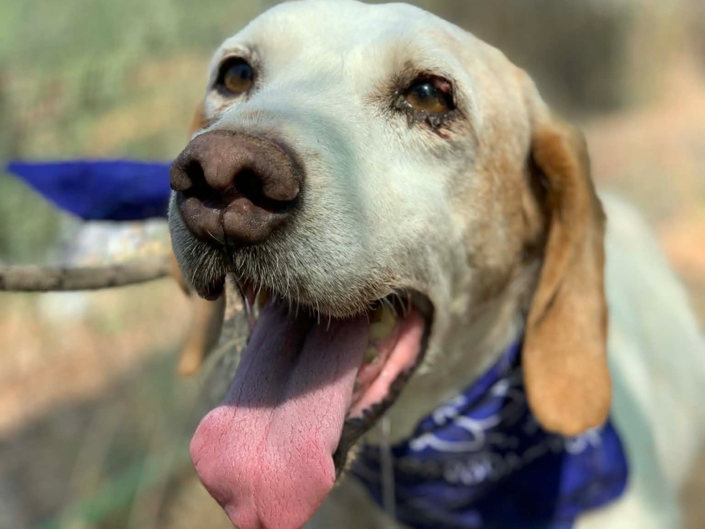 Vuoi adottare un cane a Latina?