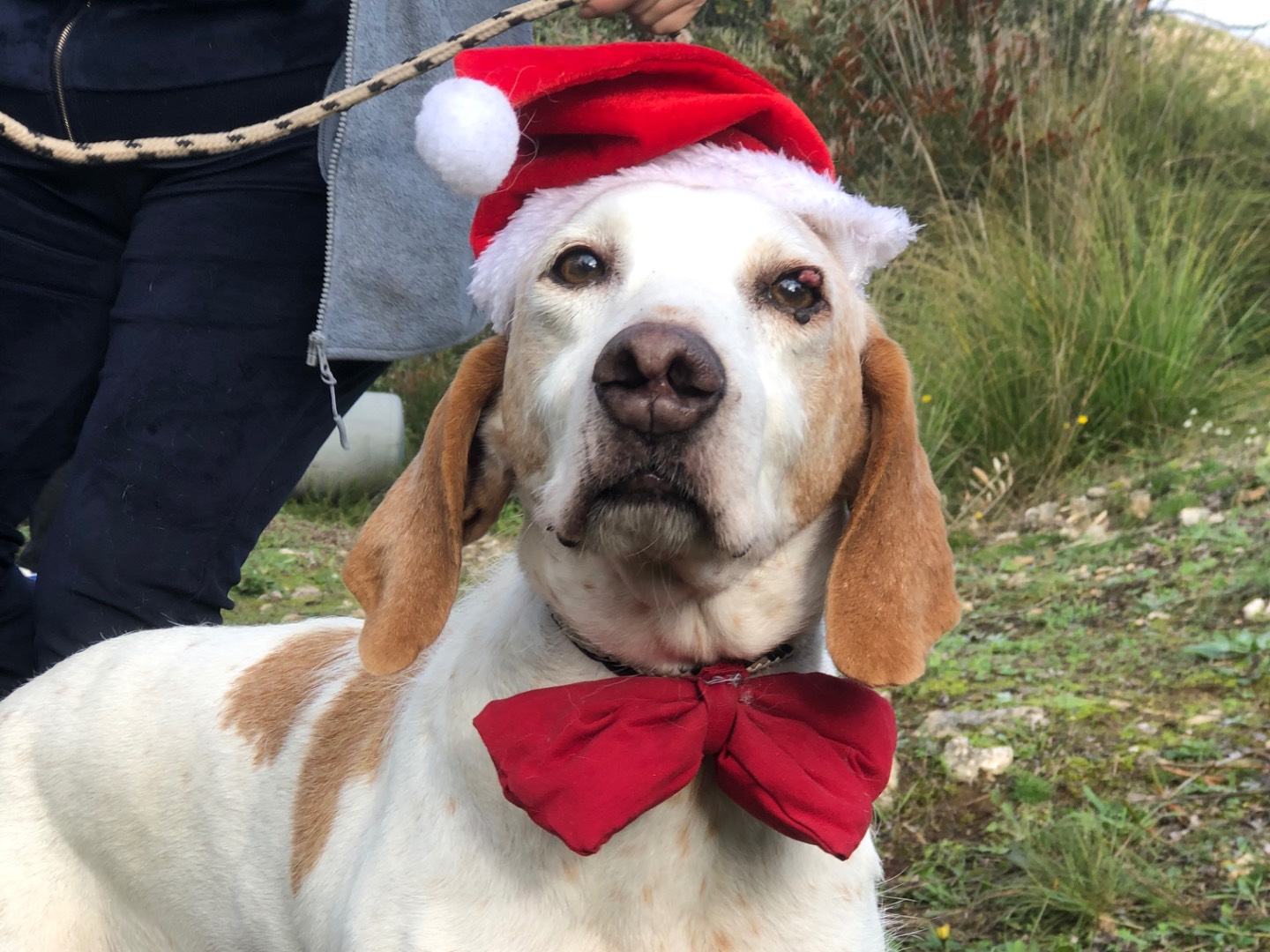 Adotta il cane Pluto  a Latina