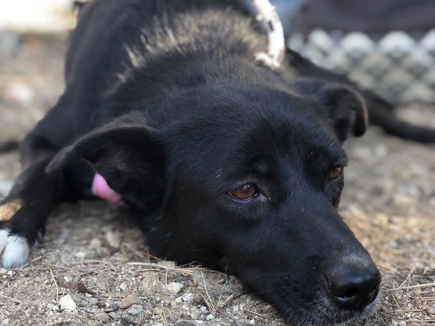 Adozione cane, femmina, Razza sconosciuta Razza sconosciuta, 4 anni e 8 mesi, taglia media contenuta, Latina