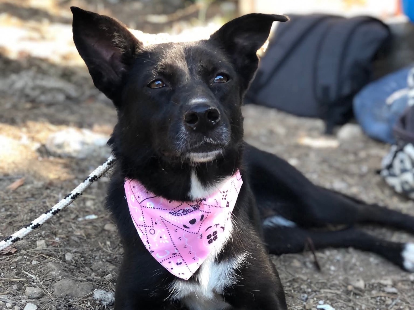 Adotta un cane, taglia media contenuta, femmina, Latina