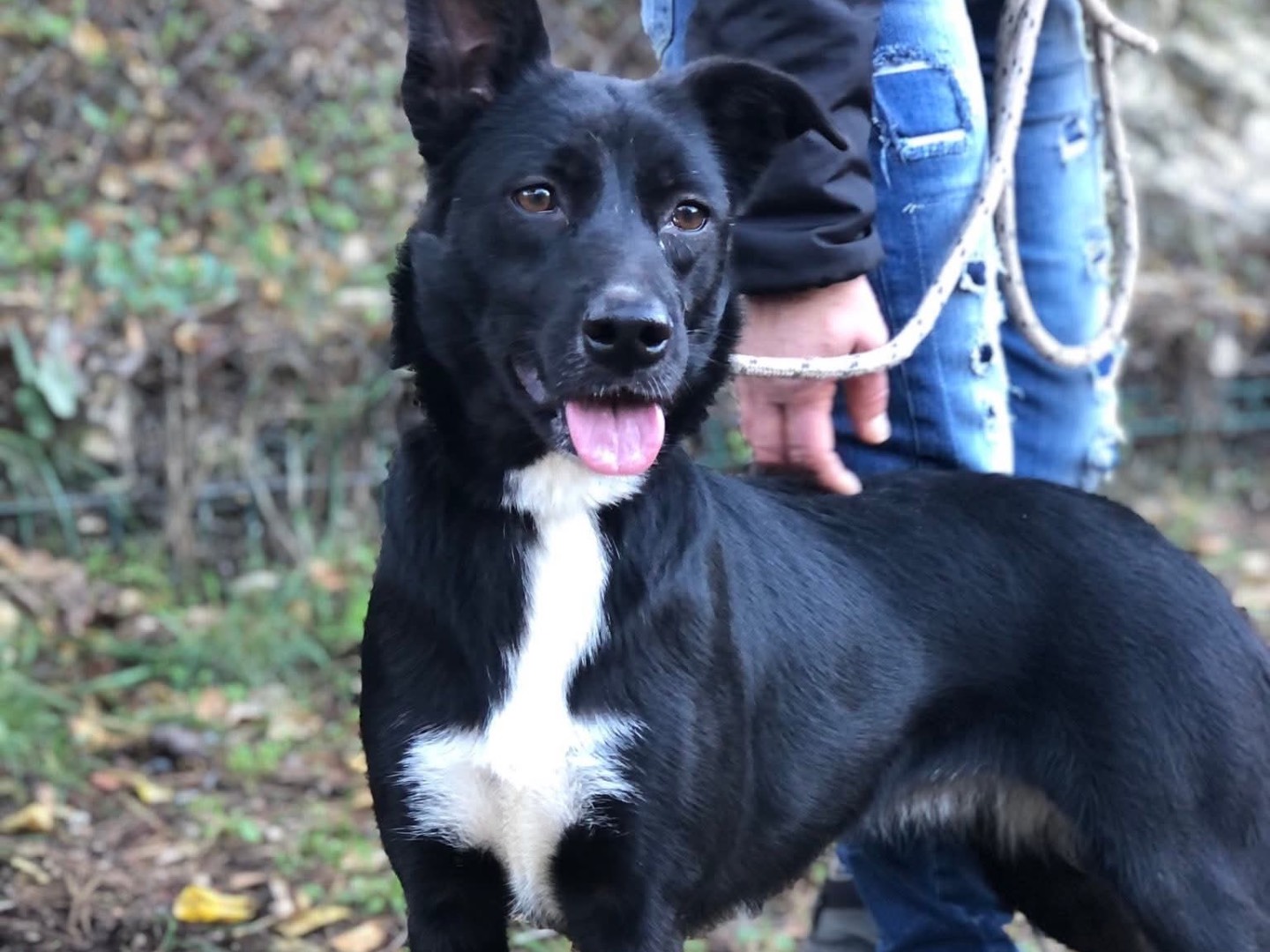 Vuoi adottare un cane a Latina?