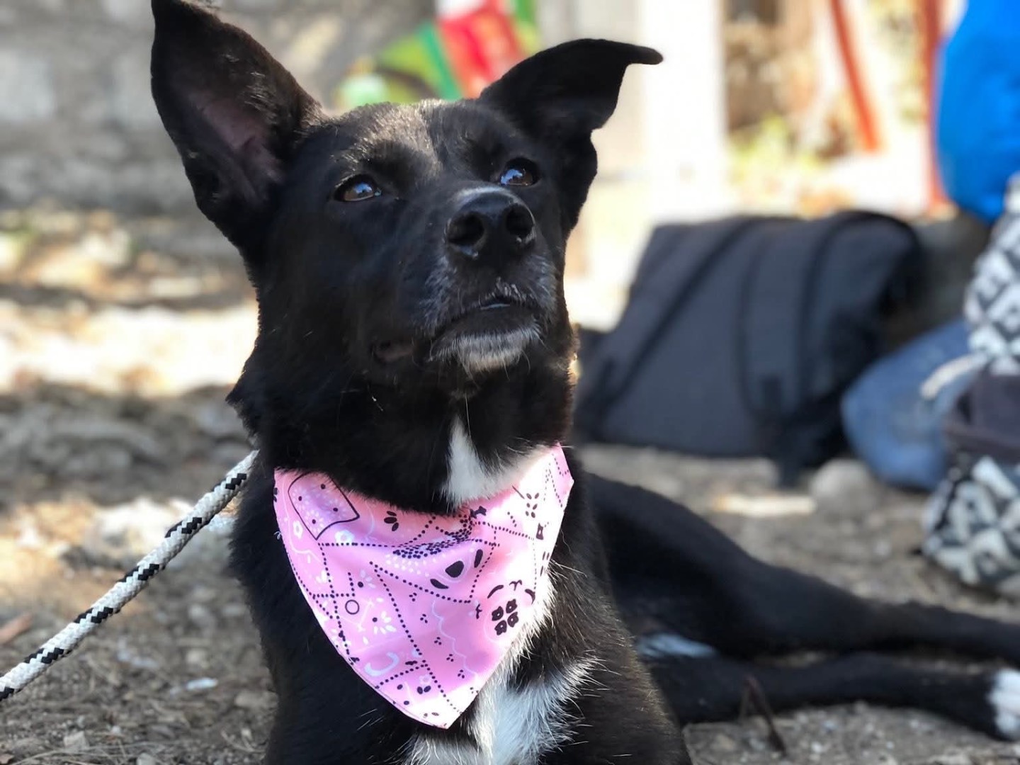 Adotta il cane Pepita a Latina