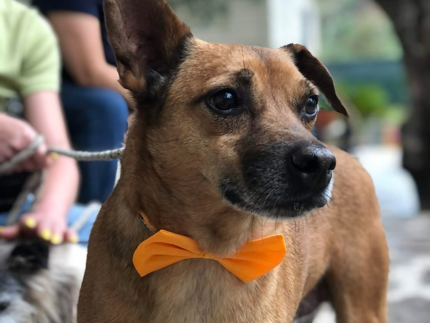 Adotta un cane, maschio, 4 anni e 4 mesi, Latina