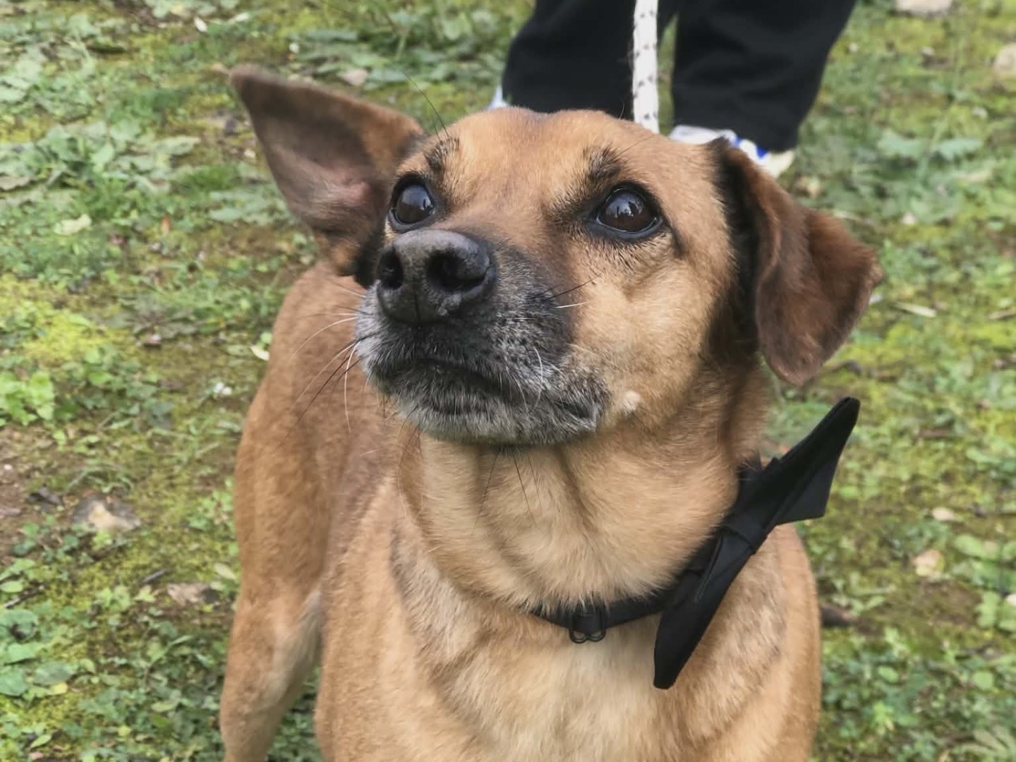 Adotta un cane, taglia media contenuta, maschio, Latina