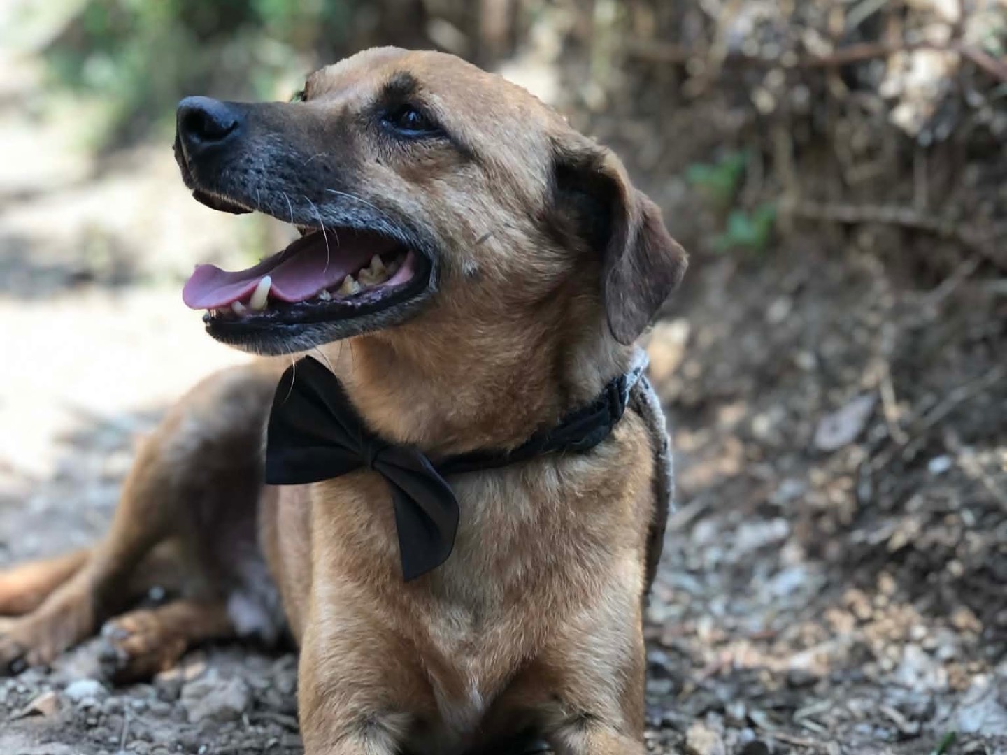 Vuoi adottare un cane a Latina?