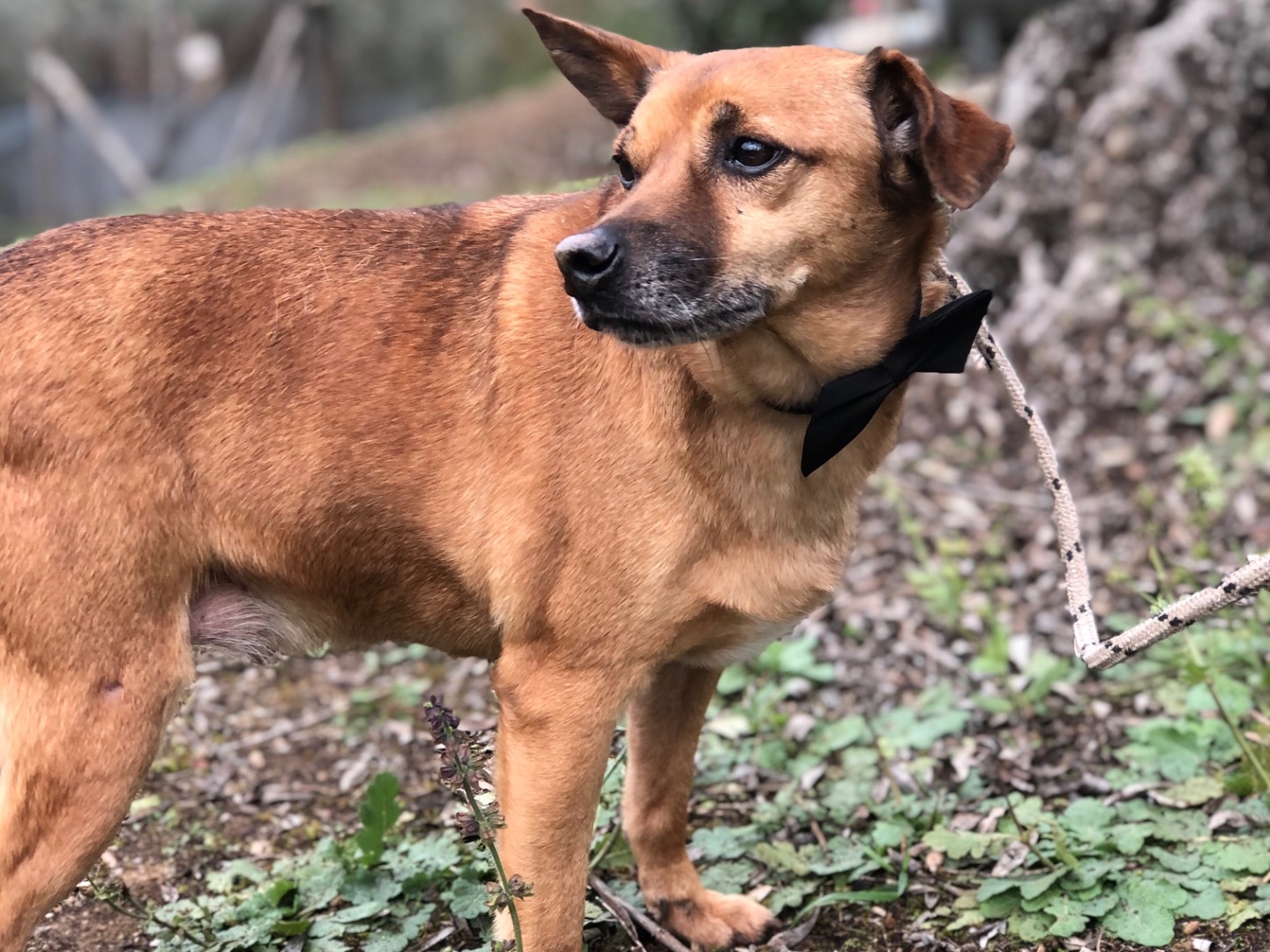 Adotta il cane Pinolo a Latina