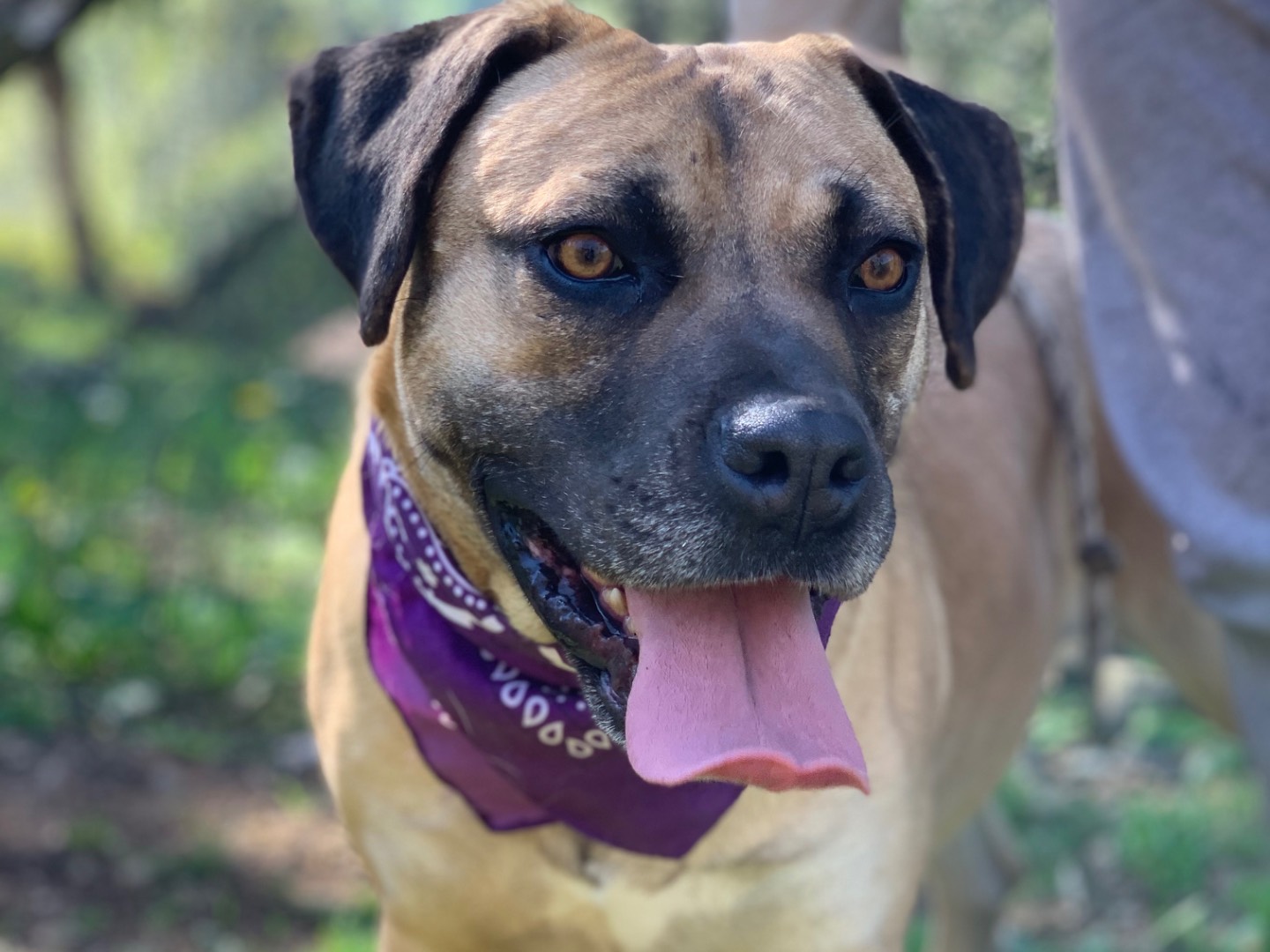 Adozione cane, maschio, Razza sconosciuta Razza sconosciuta, 2 anni e 8 mesi, taglia media, Latina