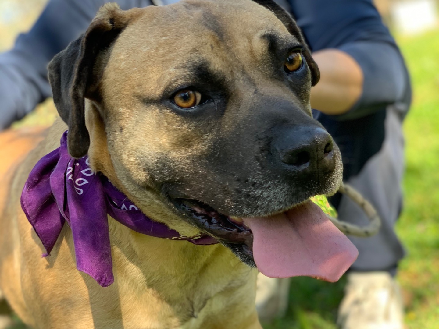 Adotta un cane, taglia media, maschio, Latina