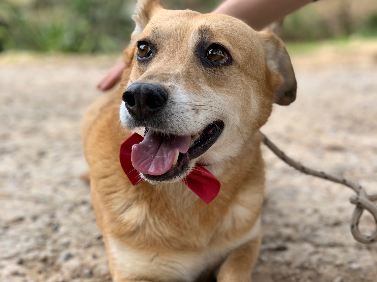 Adozione cane, maschio, Razza sconosciuta Razza sconosciuta, 9 anni e 3 mesi, taglia piccola, Latina