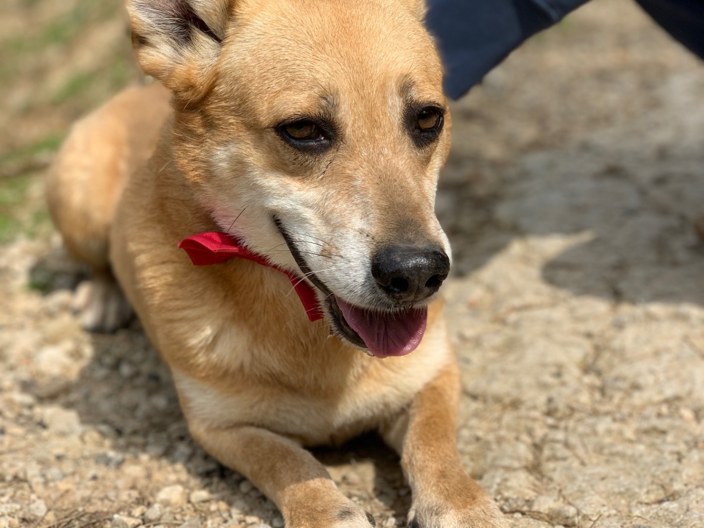 Adotta un cane, taglia piccola, maschio, Latina