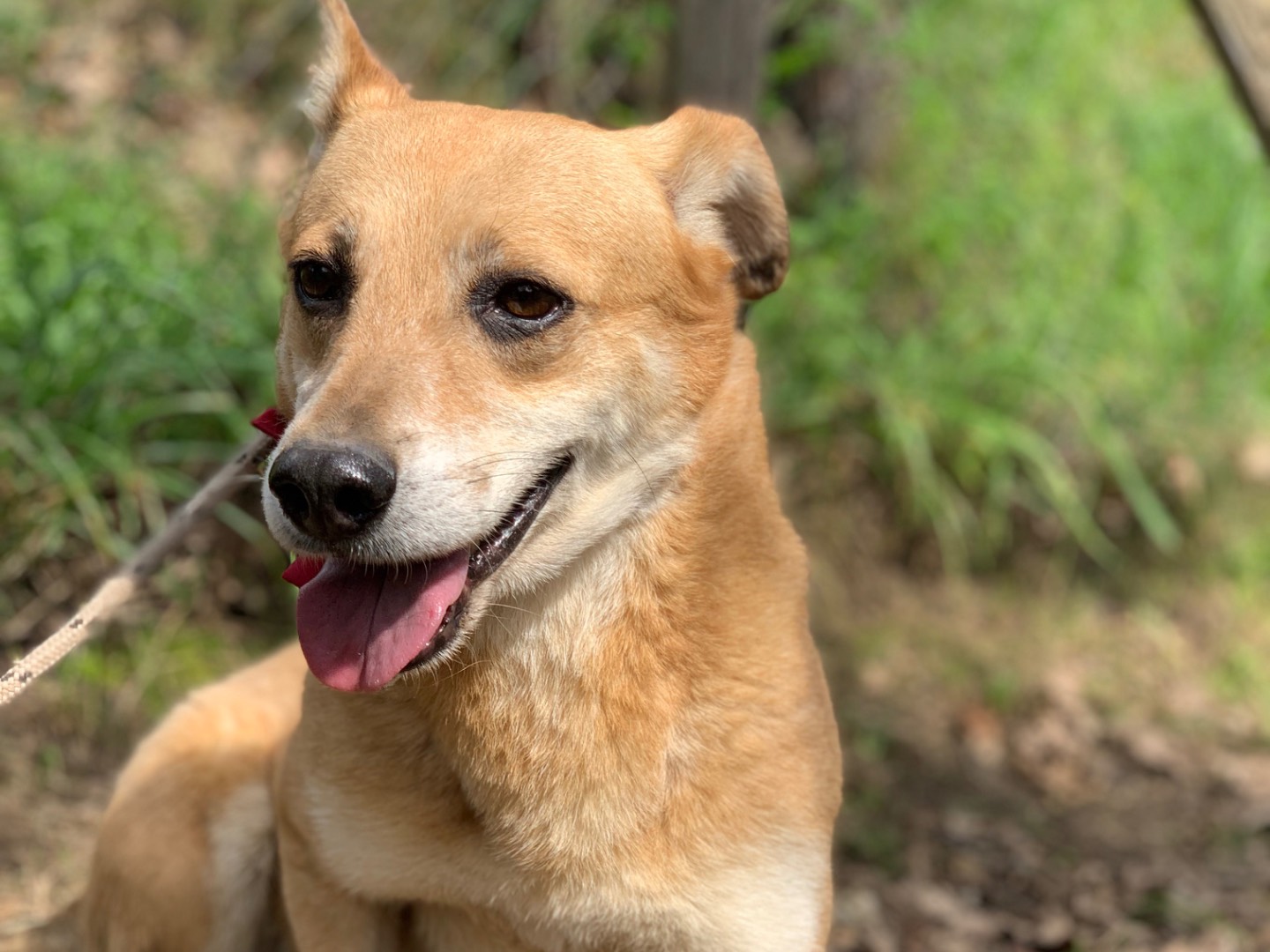 Vuoi adottare un cane a Latina?