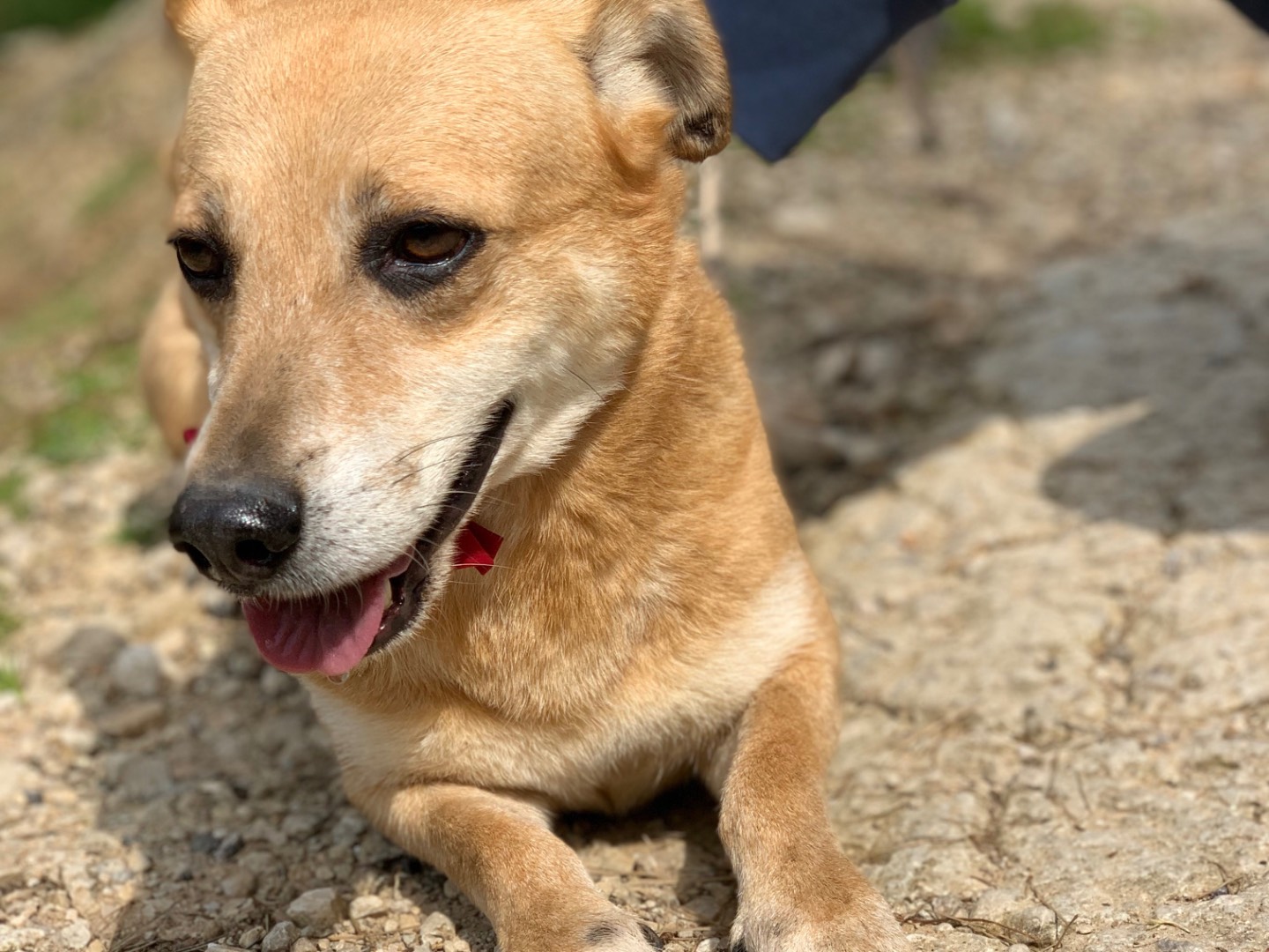 Adotta il cane Poker a Latina