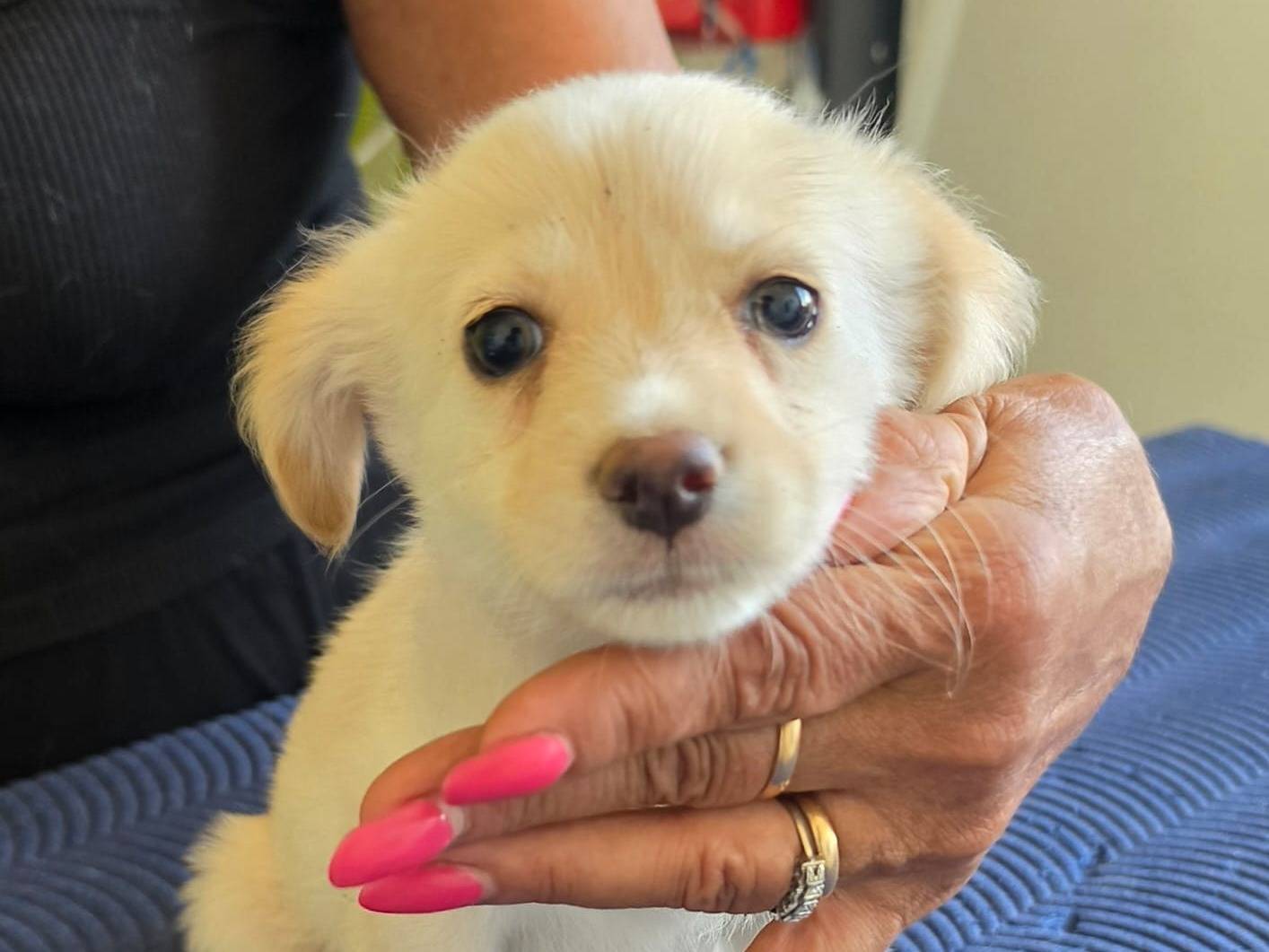 Adotta un cane, femmina, 2 mesi, Taranto