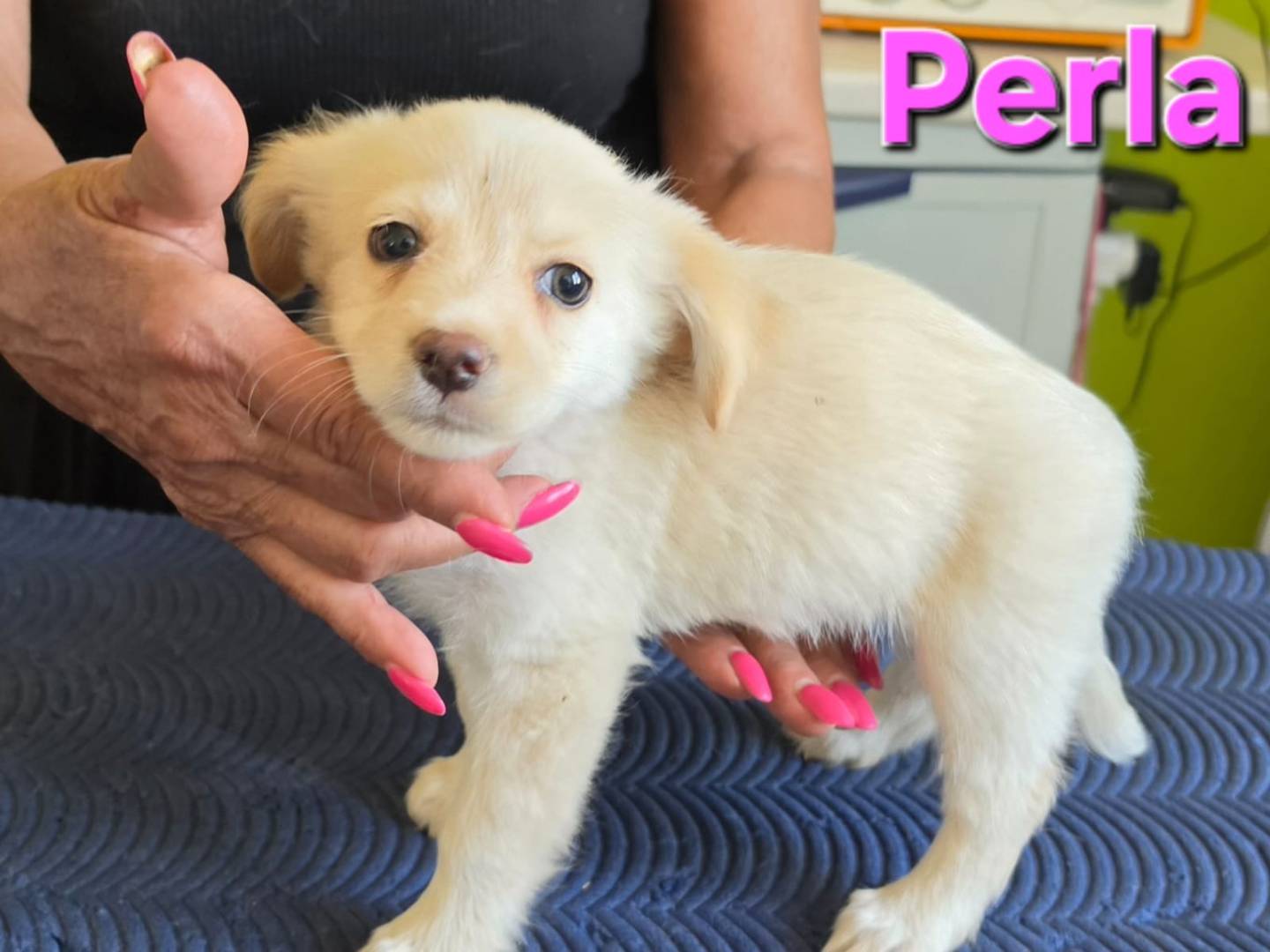 Adotta un cane, taglia media contenuta, femmina, Taranto