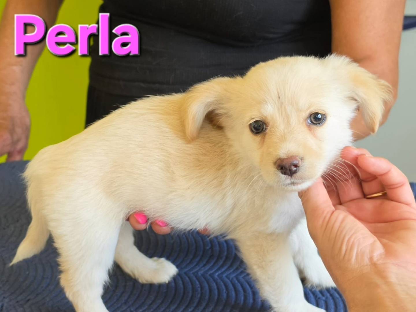 Vuoi adottare un cane a Taranto?