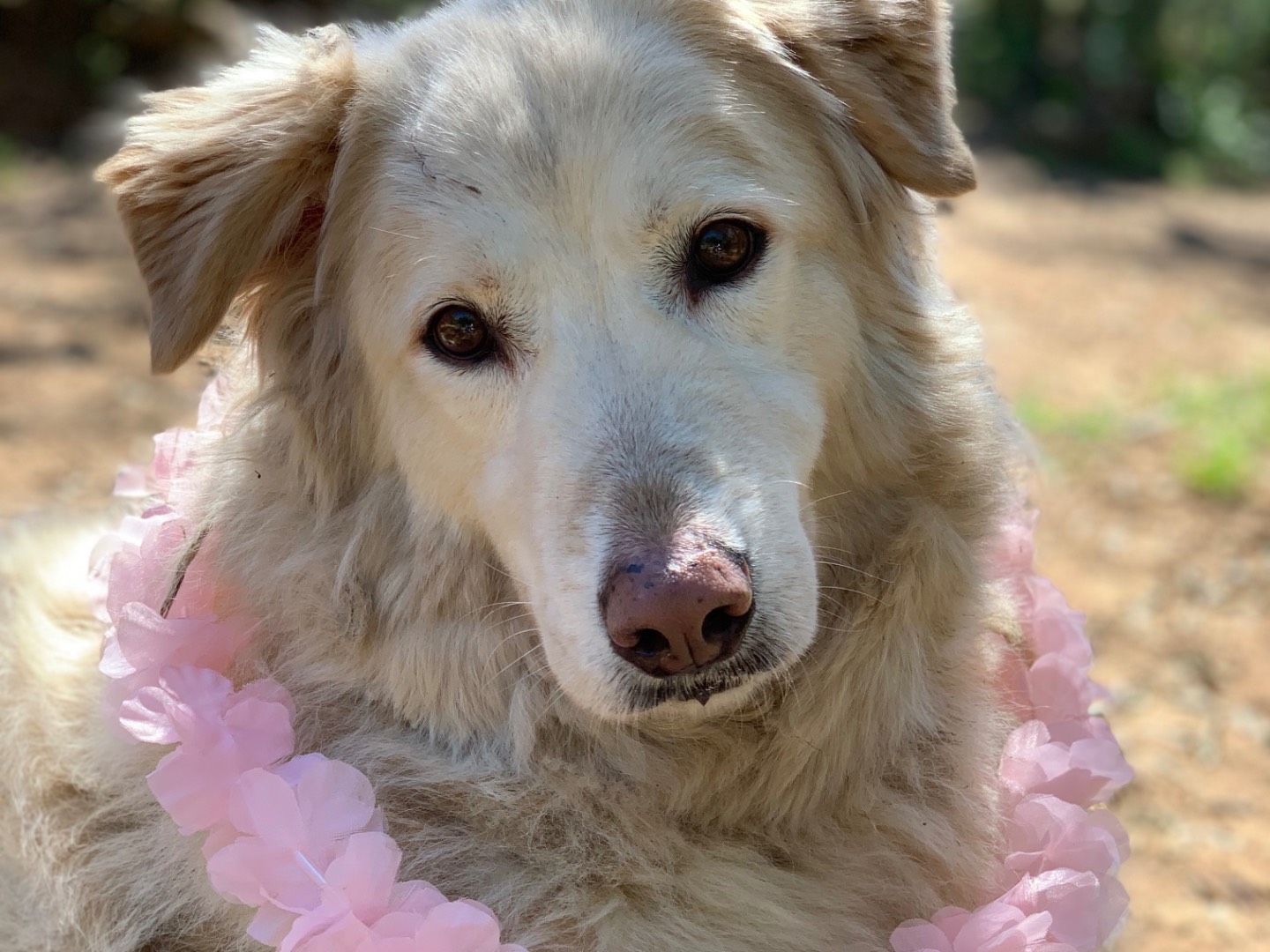 Adozione cane, femmina, Razza sconosciuta Razza sconosciuta, 8 anni, taglia grande, Latina