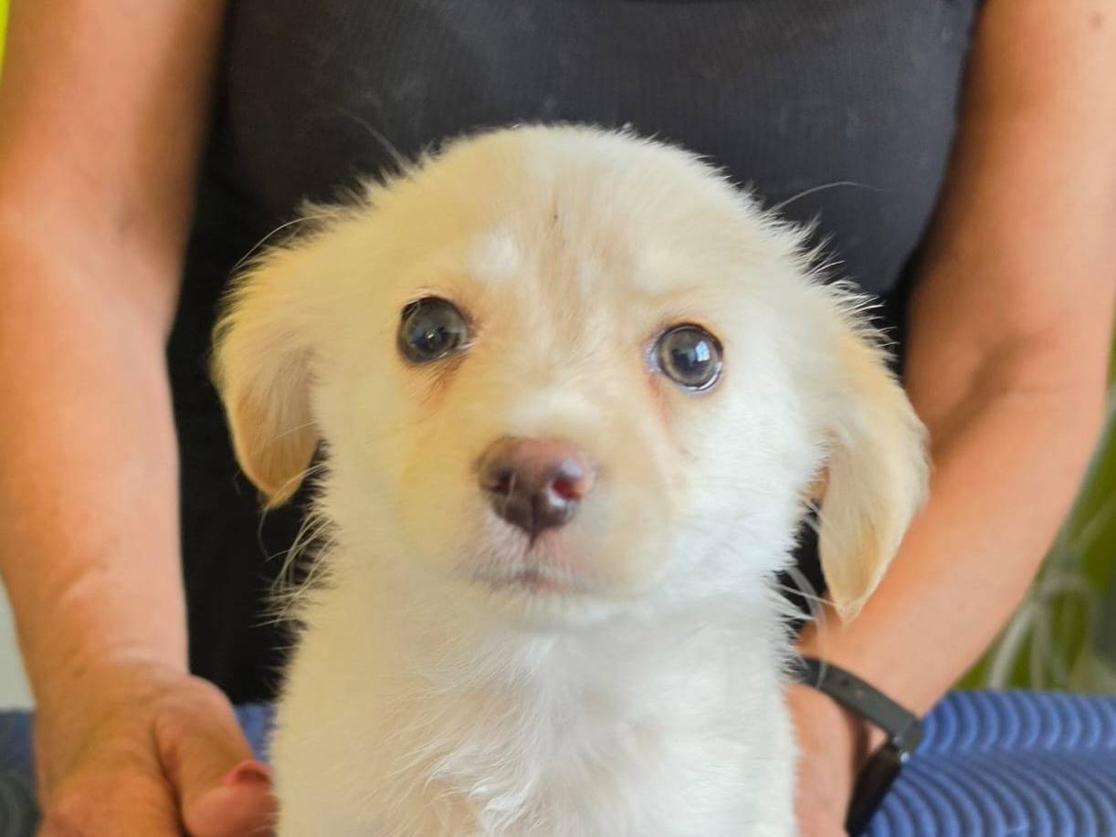 Adotta il cane Perla a Taranto