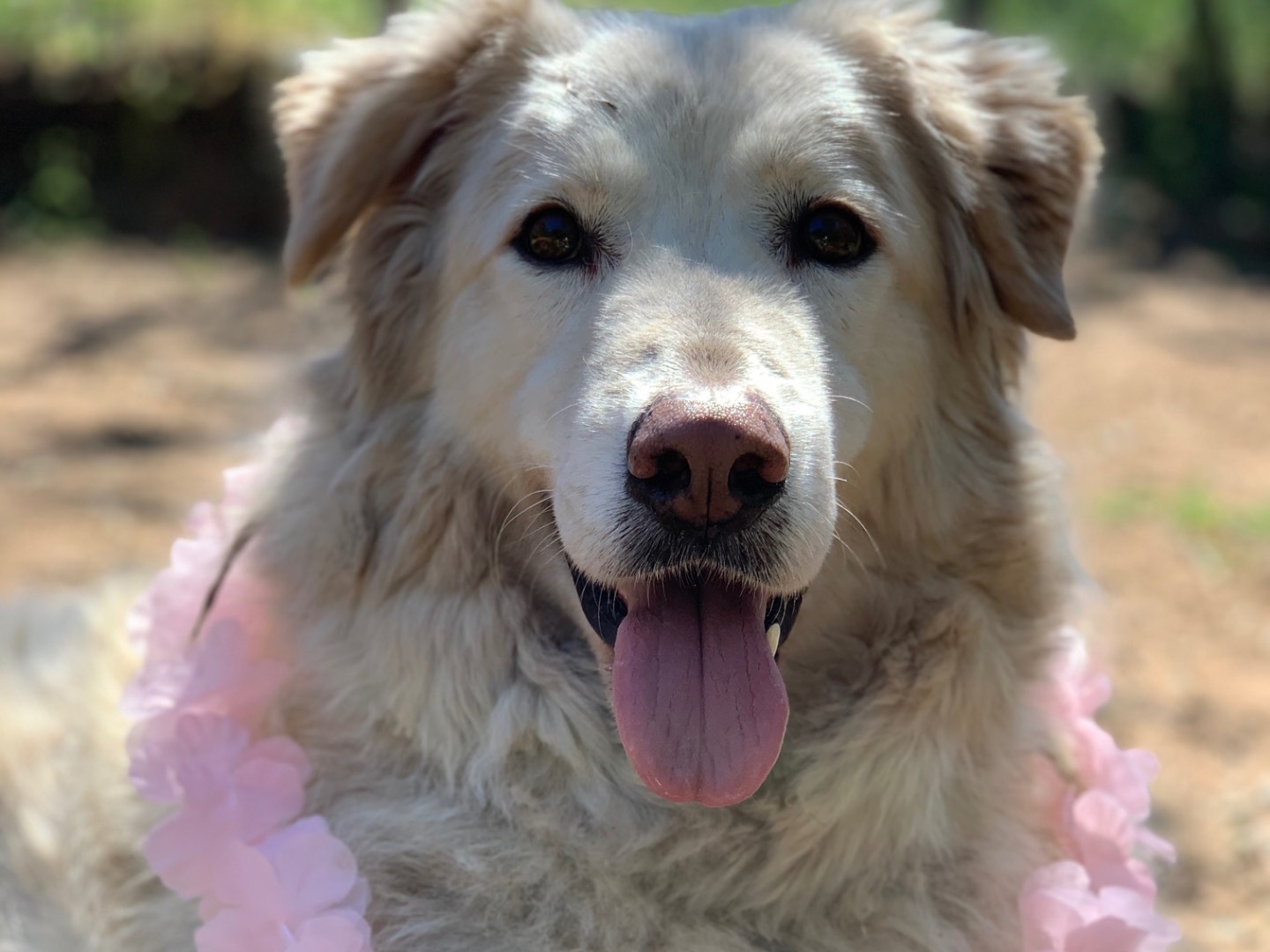 Adotta un cane, femmina, 8 anni, Latina
