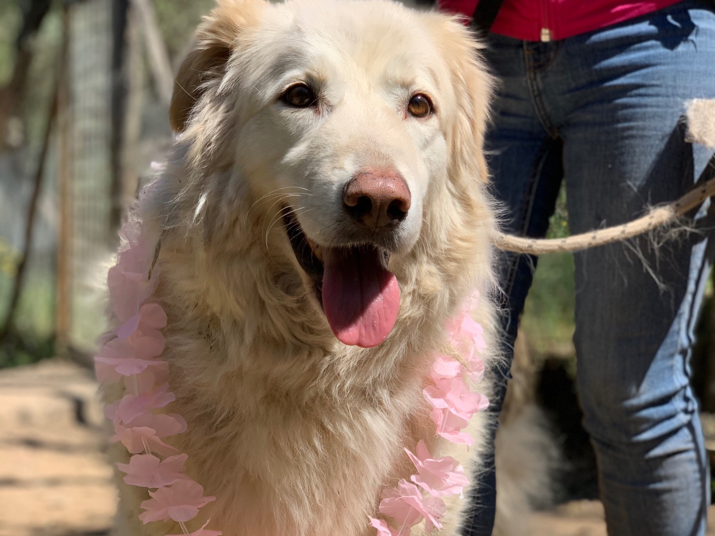 Adotta un cane, taglia grande, femmina, Latina