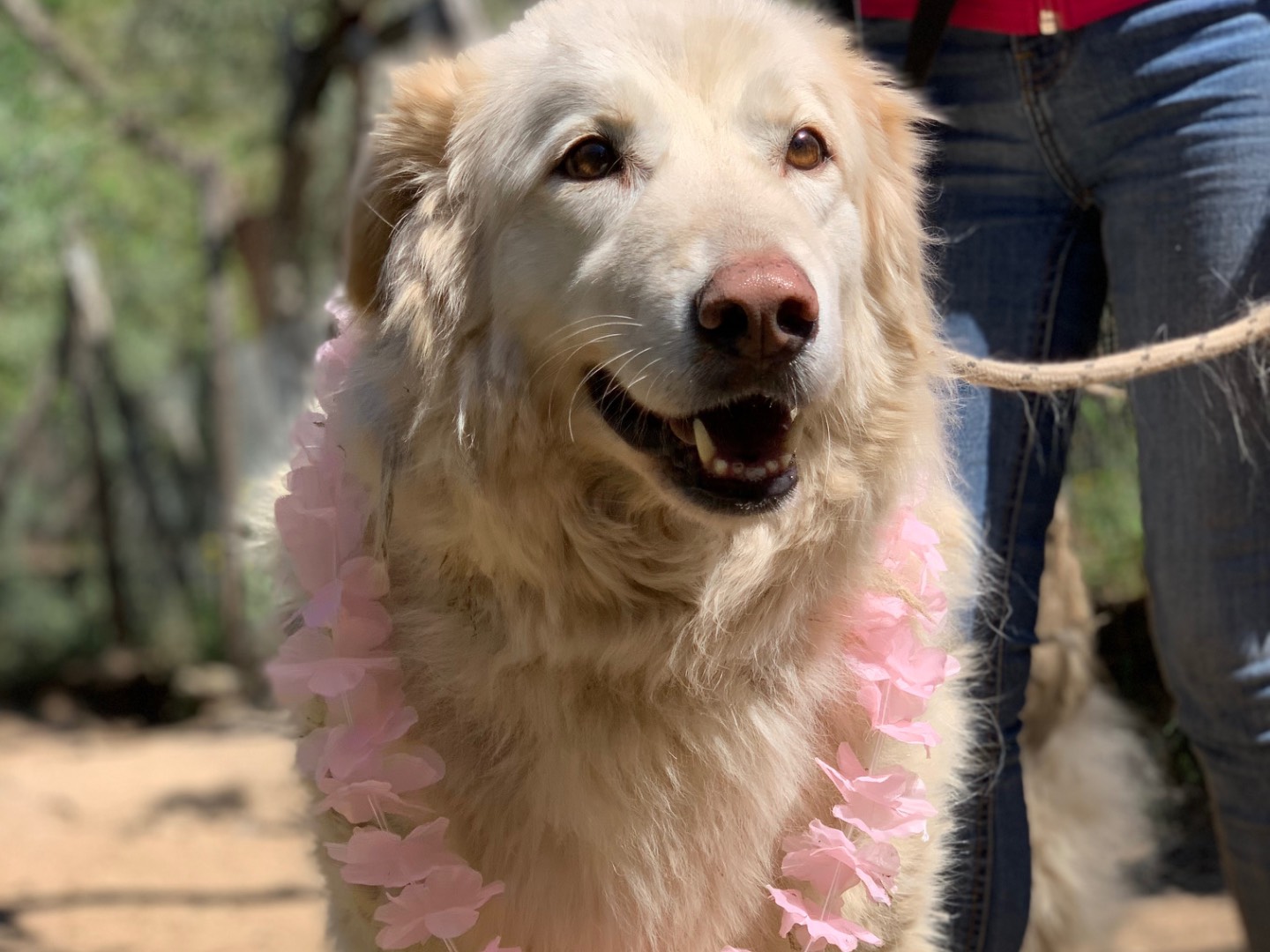 Adotta il cane Principessa a Latina